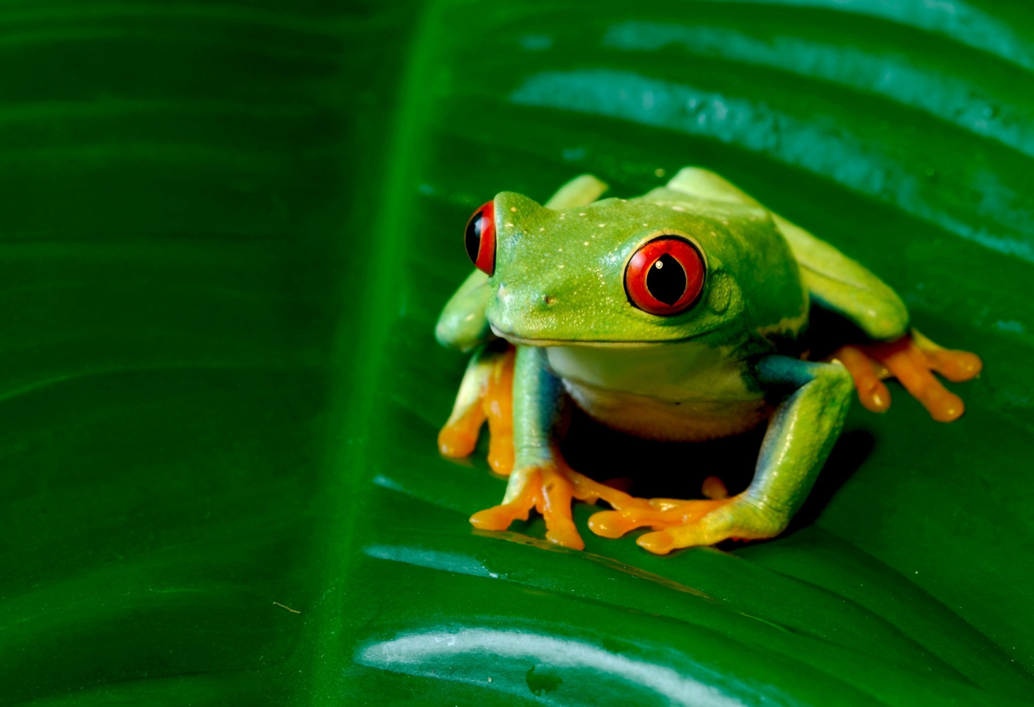绿色的小青蛙坐在一片叶子